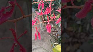 Floração de Renanthera coccinea [upl. by Trebleda]