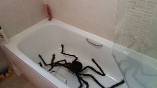 Giant spider in the bath [upl. by Kingsly]