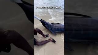 HUGE FISH CAUGHT IN HAITI 😳🇭🇹 GUINNESS WORLD RECORD [upl. by Eserehc681]