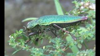 Besouro ArcoIris Buprestidae Psiloptera attenuata Fabricius 1792 [upl. by Odracer]