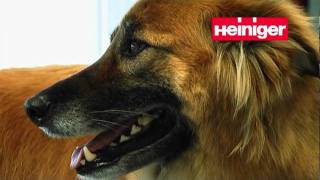 Heiniger dog grooming [upl. by Sivart]