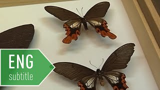 臺灣大學昆蟲標本室簡介 Insectarium NTU [upl. by Annaihs197]