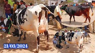 Ainkho Pashu Mandi  Hf Cow Market  Jersey Cow  Bihar Pashu Mela [upl. by Nyrb]