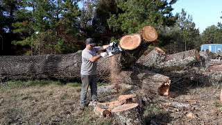 G660 Pro In Red Oak Best Holzfforma Chainsaw [upl. by Benni47]