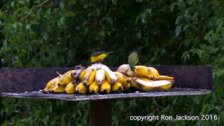 Birds Of The Atlantic Rainforest Brazil [upl. by Adnowal]