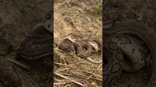 highly Venomous snakes releasingviralvideotrendingwildlifeyoutubeanimalsfarmingworld [upl. by Williamson]