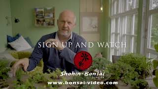 New bonsai them about accents [upl. by Callum]