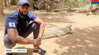 Fun Things to do in The Gambia Kachikally Crocodile Pool [upl. by Nyram806]