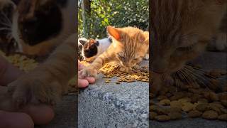 The kitten gets very angry when I touch her food [upl. by Ettennej]