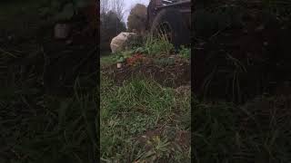 Planting crocus grape hyacinths and tulips [upl. by Nimrahc]