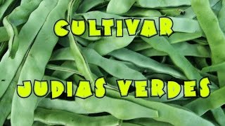 Cultivo de judías verdes  frijoles  tuhuertofacil [upl. by Alihet]