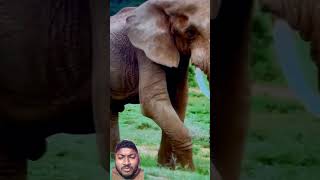 OMG 🤯 elephant waking in the garden elephant animals shortsvideo wildlife elephantlove [upl. by Josephson]