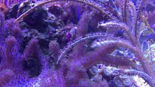 40 Gallon Peninsula Soft Coral Reef Tank [upl. by Niela]