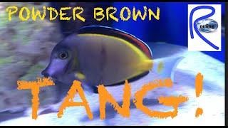 Powder Brown Tang Flaring in Reef Tank [upl. by Fernandes268]