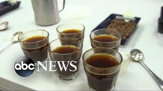 Indonesian Civet Cat Poop Coffee Brews Up Controversy [upl. by Lovato]