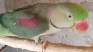 wow nice tota Parrot Videos parrotshorts MySweatBirds [upl. by Ylagam]