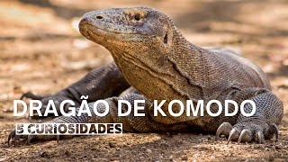 Dragão de Komodo  5 Curiosidades [upl. by Anigar]