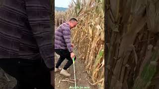 Essential Tools for Rural Farmer  Practical Use of Farming 🌽🌽Tools shorts youtubeshorts [upl. by Sevein]