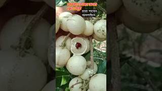 Longan লংগান ফলএর মাদার গাছ দেখুন [upl. by Leay]