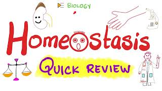 Homeostasis Review  Kidney amp Skin  Biology [upl. by Cleodal505]