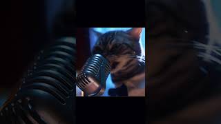 Gatinho cantando cats cat catstory gatocantando gatosengraçados [upl. by Frasch]