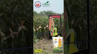 Unlocking Maize Potential  Success with Gayatri Suraj Star 201  Maize Crop  Rajasthan [upl. by Layor]