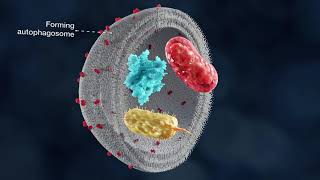 The mechanism of autophagy [upl. by Amian]