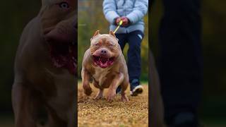 Unbelievable friendship of three dogs  dogs Emotional video  dogs friendship video [upl. by Nadabb]