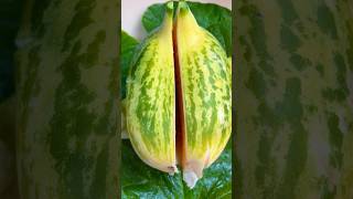 melon cutting fruit home village garden nature growth bangi desi trending reels healthy [upl. by Ellasal]