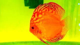 JACK WATTLEY DISCUS HATCHERY TOUR  Breeding Discus Fish and Wild Caught Discus [upl. by Anyal380]