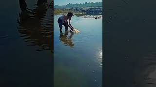 Morning net fishing in swat river netfish fishing fish viralfish bigfish fishgame livefishing [upl. by Reina]