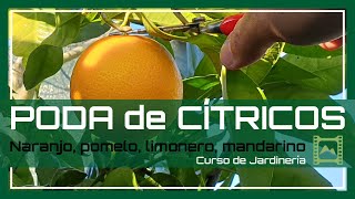 Cómo y Cuándo PODAR los CÍTRICOS 🍊naranjo 🍋limonero Capítulo 8 Curso básico de Jardinería  LdN [upl. by Hammerskjold]