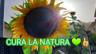 Girasole Gigante dal Seme al Fiore  Video COMPLETO DA NON PERDERE [upl. by Zeret]