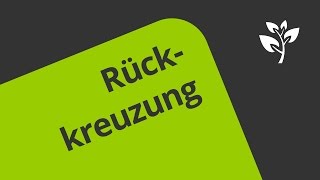 Rückkreuzung  Eine Erklärung  Biologie  Genetik [upl. by Retla]