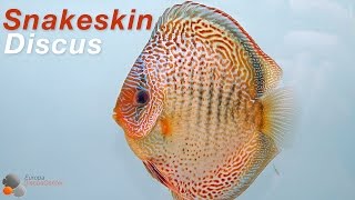 Snakeskin Discus Pair [upl. by Woothen622]