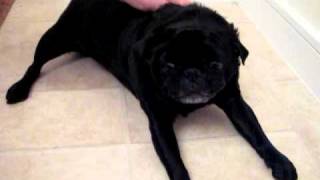 My poor pug Willi having a seizure [upl. by Gaven]