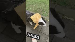 下雨天沒雨衣只能這樣邊境牧羊犬 Hanry1023 [upl. by Nylareg]