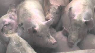 Korea Buries Pigs Alive [upl. by Lletnohs]