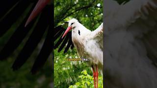 Facts about herons animal animals wild bird birds hunt hunting [upl. by Nelram772]