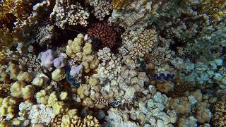 Top view of swimming above tropical coral reefs [upl. by Onailil]