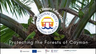 Protecting the Forests of Cayman [upl. by Orsa]