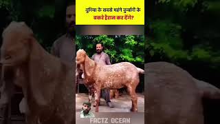 Dunya ka sab sa wazni bakra Punjab ma pala Gaya dakh KR Harahan rah gayaviralbakrabakraeid2k24 yt [upl. by Lahsiv714]