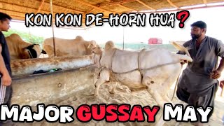 CUSTOMER DEMAND PAY DEHORNING DONE ‼️ DUSRA GHAR [upl. by Howie]