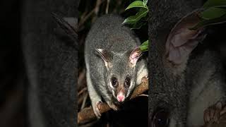 Australian Possum Sounds Terrifying animals facts wildlife [upl. by Upshaw]