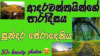 peradeniya university beautiful photos short video සුන්දර පේරාදෙණිය විශ්වවිද්‍යාලය 😍 [upl. by Mcmillan]