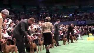 Westminster Dog Show 2009 [upl. by Pinebrook]