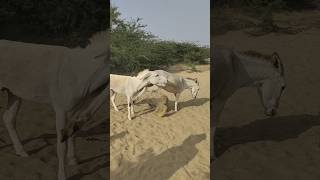 Big DONKEYS animals villagelife youtubeshorts [upl. by Horowitz860]