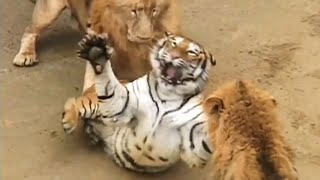 Top 7 Most Epic Animal Fights Ever Filmed  Harsh Life of Wild Animals [upl. by Petit625]