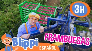 Blippi visita una fábrica de frambuesas 🚜  Blippi Español  Videos educativos para niños [upl. by Enial]