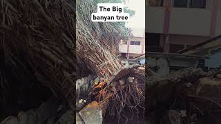 Big Banyan tree banyan tree climate change  pollution thunderstorm windstorm [upl. by Eniluqaj]